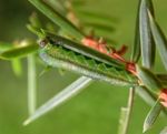 Monoctenus juniperi